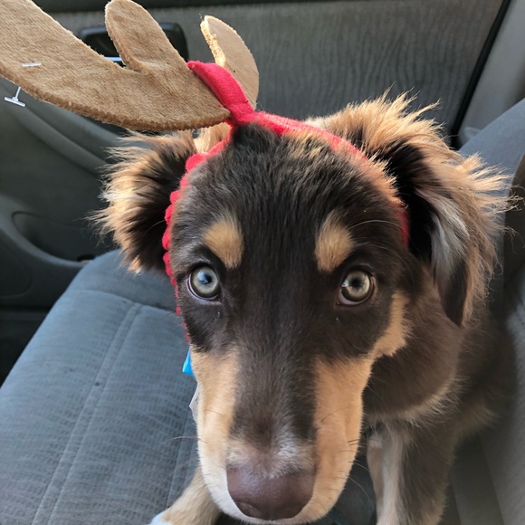 Meet your Posher, Heidi - Picture 1 of 1